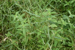 Galinsoga quadriradiata