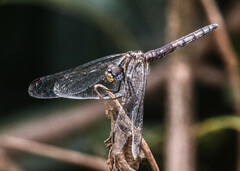 Diplacodes lefebvrii