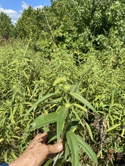 Helianthus grosseserratus