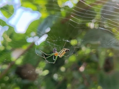 Leucauge decorata