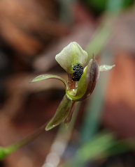 Chiloglottis trapeziformis