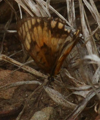 Byblia anvatara