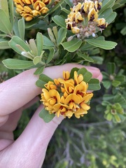 Gastrolobium bilobum