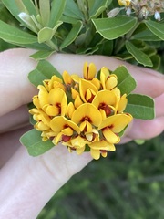 Gastrolobium bilobum