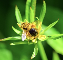 Andrena helianthi