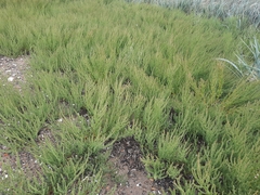 Suaeda maritima