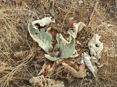 Verbascum pulverulentum