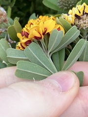 Gastrolobium bilobum