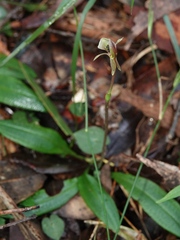 Chiloglottis trapeziformis