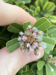 Gastrolobium bilobum