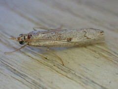 Agriphila geniculea