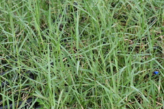 Panicum repens