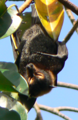 Pteropus conspicillatus