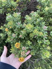 Gastrolobium bilobum