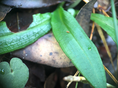 Chiloglottis trapeziformis