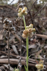 Helichrysum luteoalbum