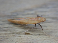 Caloptilia stigmatella