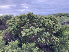 Gastrolobium bilobum