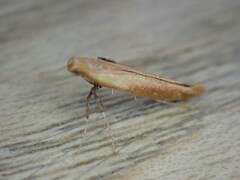Caloptilia stigmatella