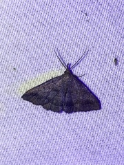 Phalaenostola larentioides