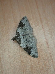 Xanthorhoe fluctuata