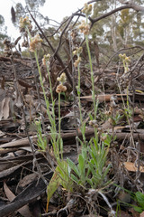 Helichrysum luteoalbum