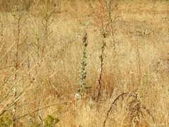 Verbascum pulverulentum