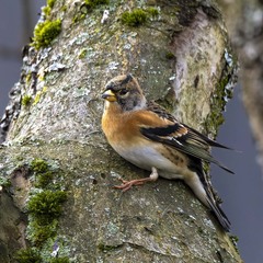 Fringilla montifringilla