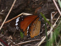 Danaus chrysippus orientis