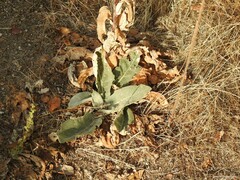Verbascum pulverulentum