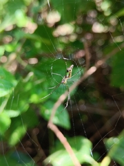 Leucauge decorata