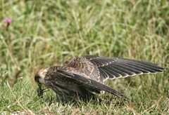 Falco vespertinus
