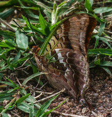 Charaxes candiope