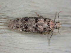 Bryotropha domestica