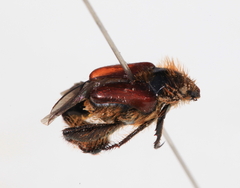 Hopliini