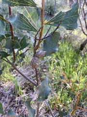 Hakea undulata