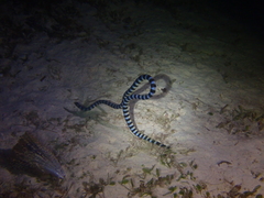 Laticauda laticaudata