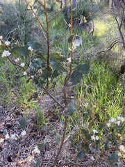Hakea undulata