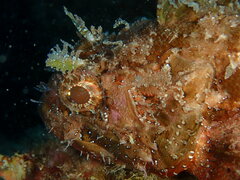 Scorpaena porcus