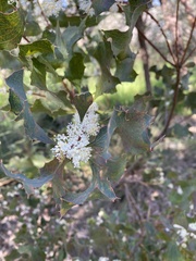 Hakea undulata