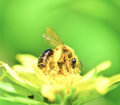 Andrena helianthi