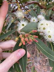 Eucalyptus marginata marginata