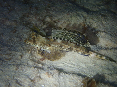 Dactylopus kuiteri