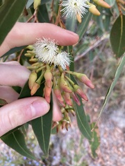 Eucalyptus marginata marginata
