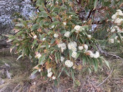 Eucalyptus marginata marginata