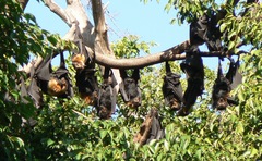 Pteropus conspicillatus