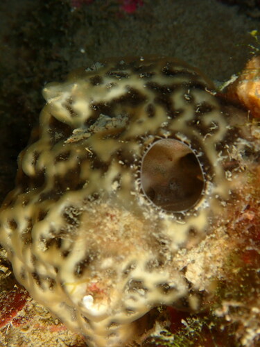 Representative image of Didemnum coriaceum