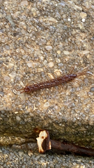Lithobiomorpha