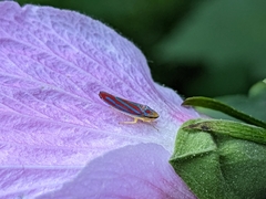 Graphocephala coccinea