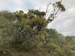 Eucalyptus marginata marginata
